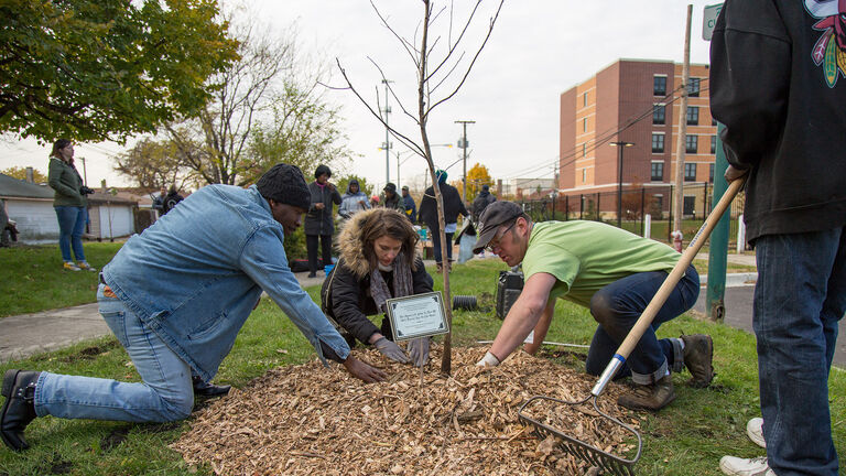 People working together to plant a tree. 