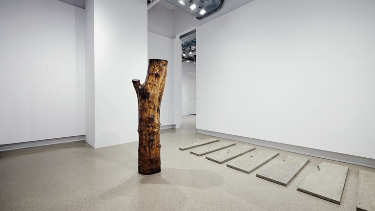 A large tree trunk standing upright in a gallery space. 