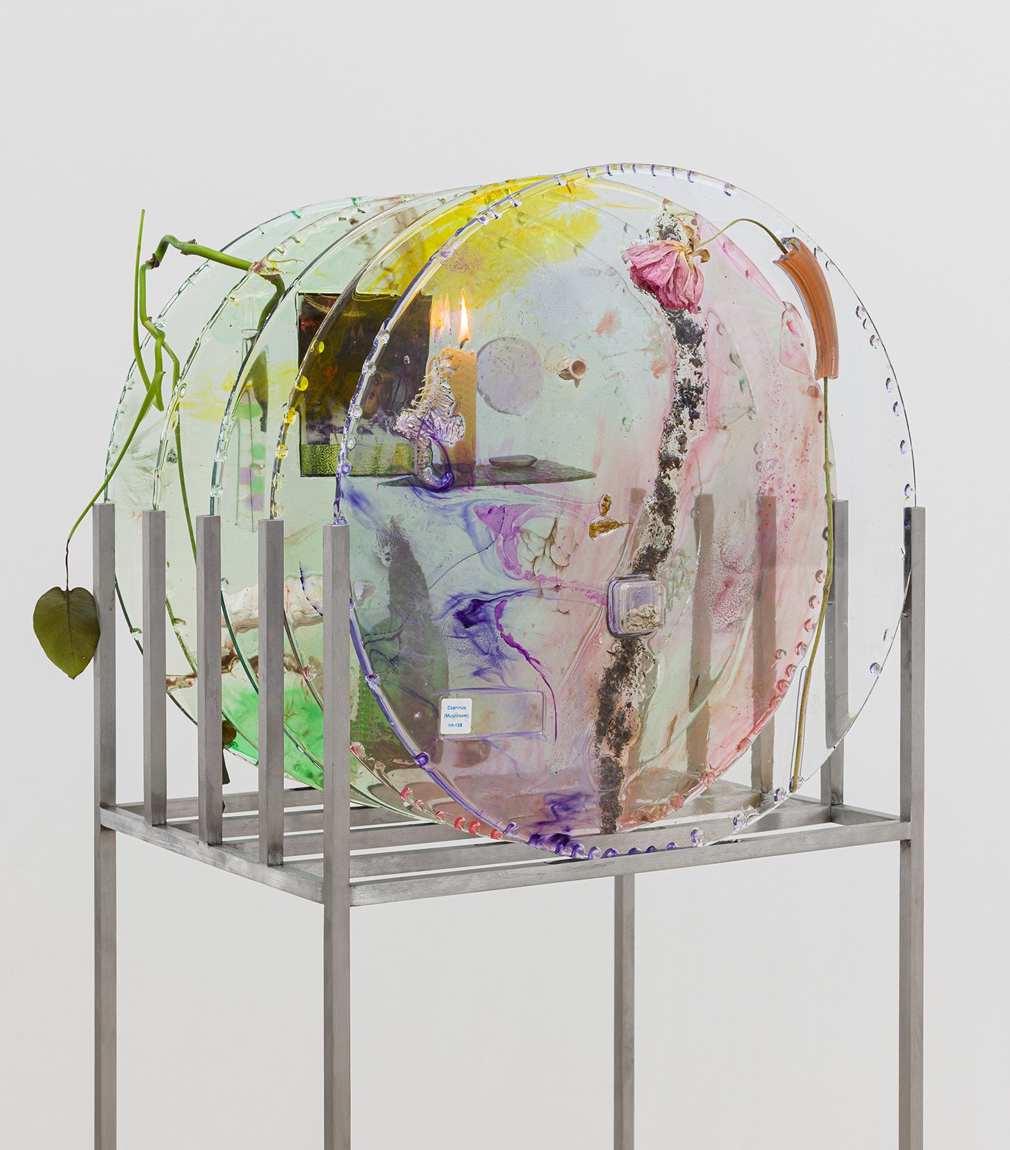 Four circular glass panes with flowers pressed between