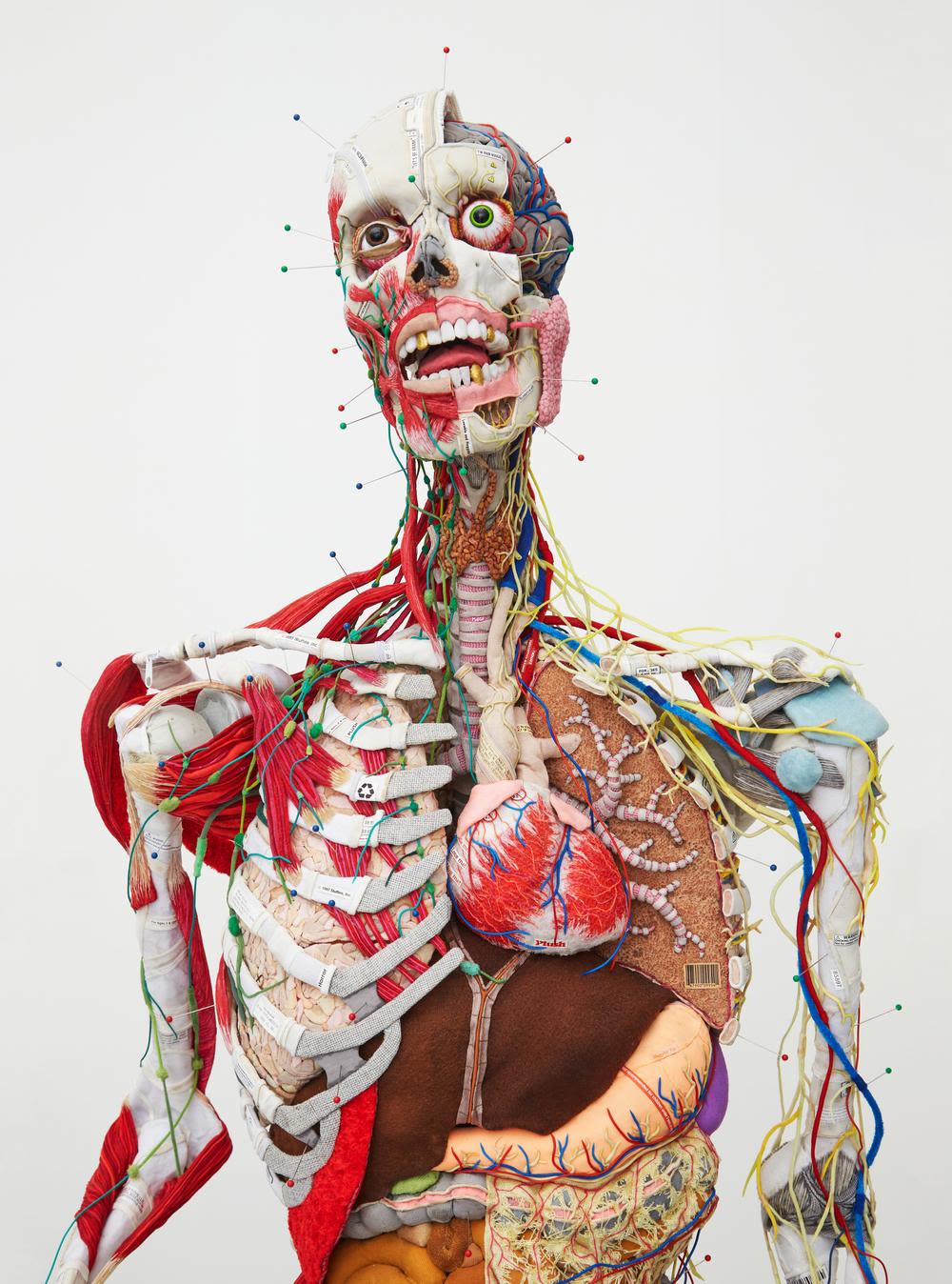 A drawing of a human's anatomy