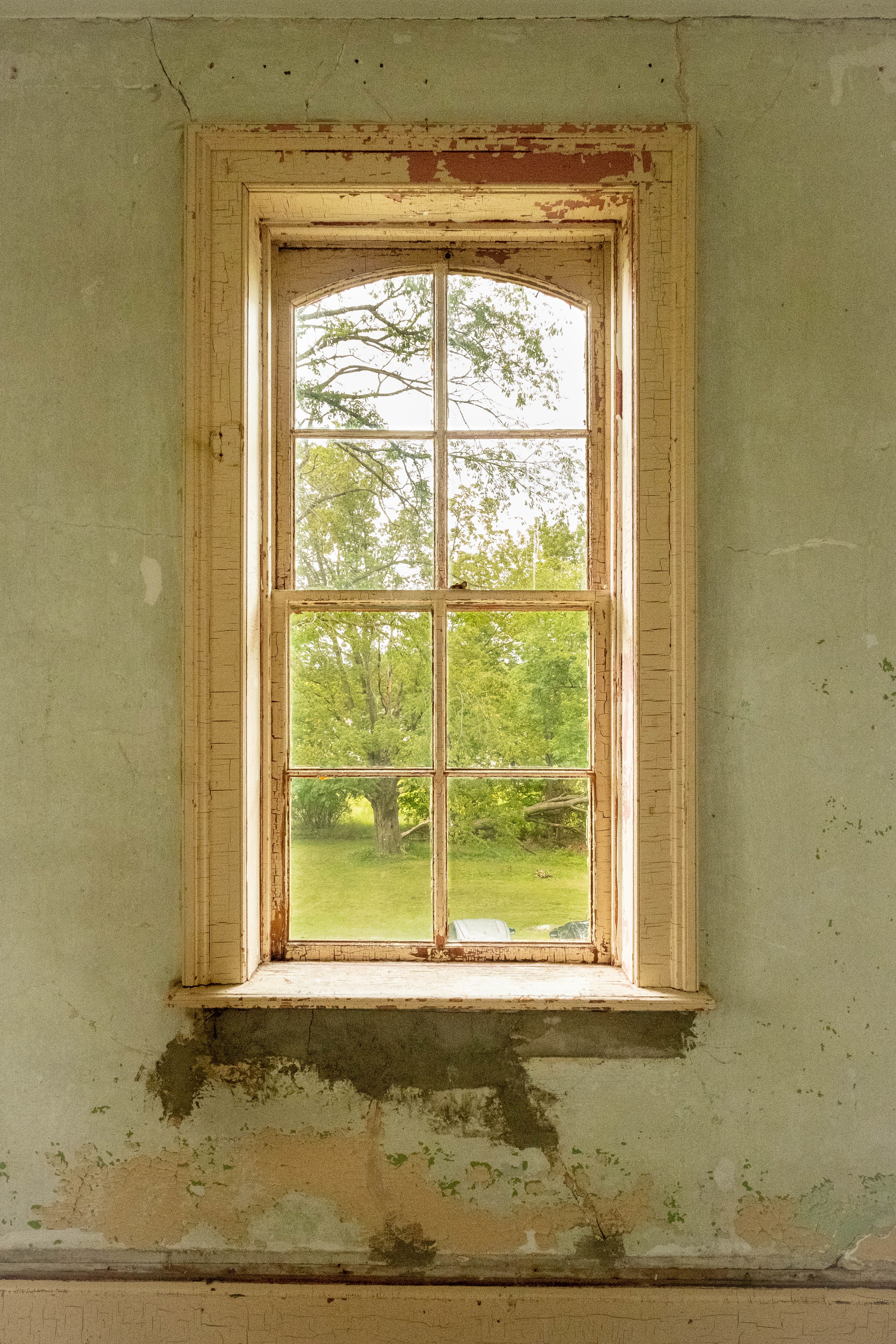A window showing a tree