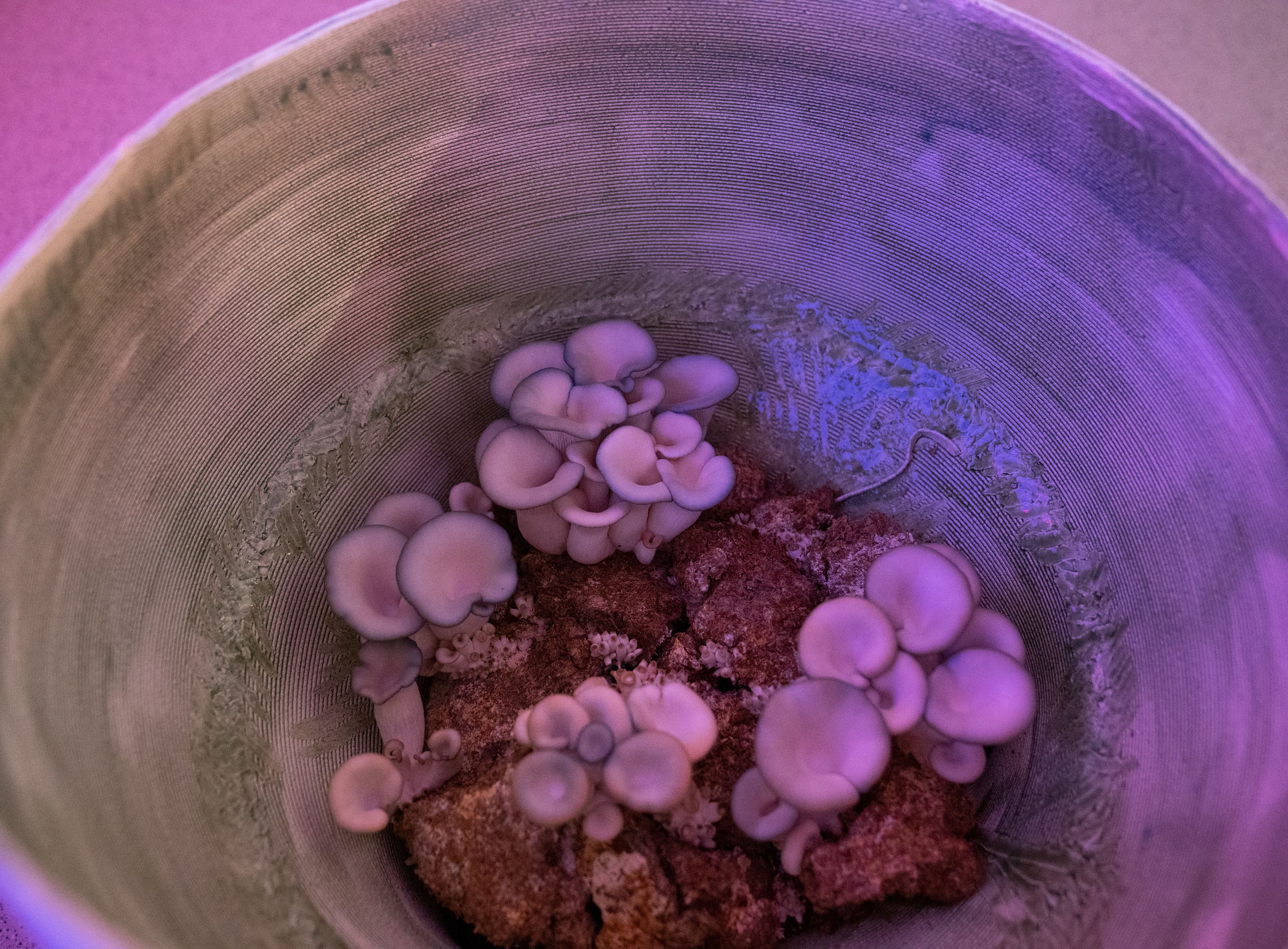 Clumps of fungi at the bottom of a tube.