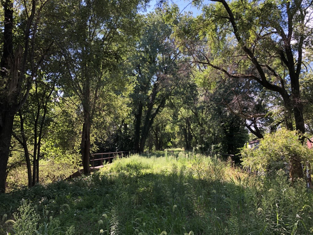 A stretch of greenery shaded by trees