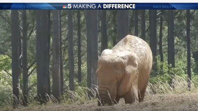 SAIC's Toys for Elephants Course Featured on NBC News