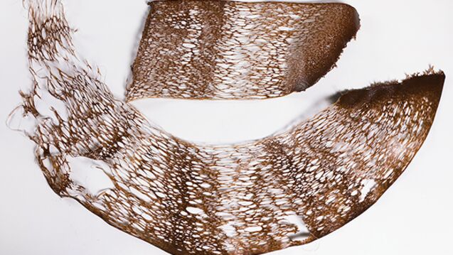 A test sample of seaweed bio-plastic sheets.