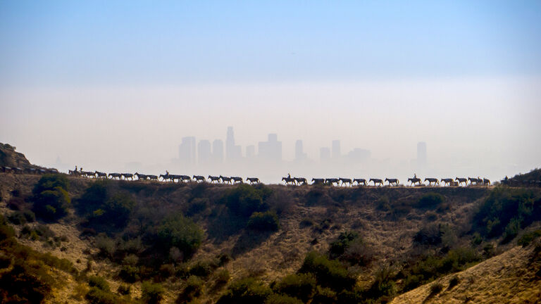 A shot of cows being herded with a smoggy los Angeles in the background.