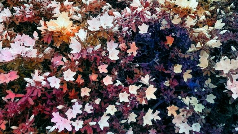 Image of flowers