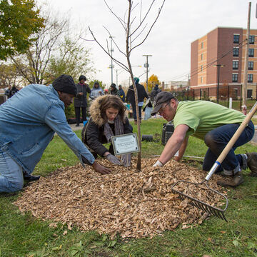 People working together to plant a tree. 