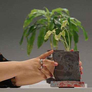 An image of hands holding a plant