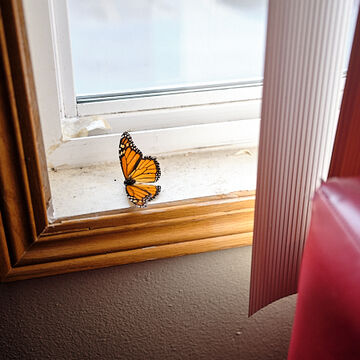 A monarch butterfly on a windowsill