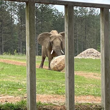 An elephant playing with a student-made object