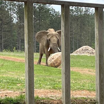An elephant playing with a student-made object