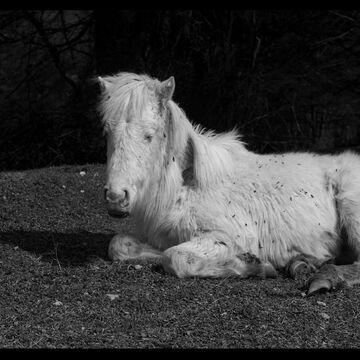 A white horse sitting on the ground against a black backdrop.