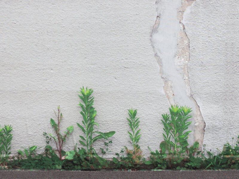 Plants near the base of a concrete wall