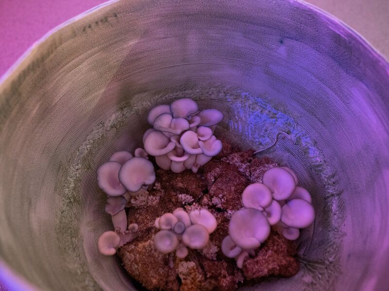 Fungi growing in a neon incubator