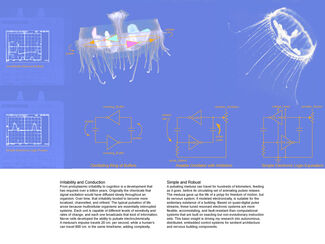 Diagram of an jellyfish-like organism's nervous system by Anders Nereim