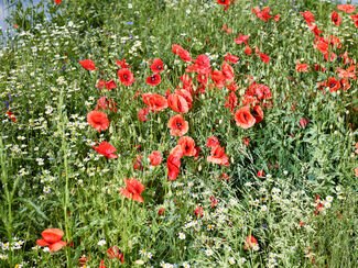 Bright poppies contrasted by green grass. 