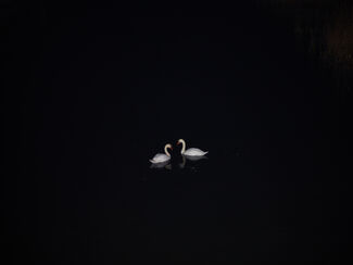 Two white swans contrasted by a black background. 