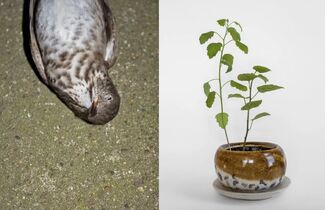 Side by side images of a deceased bird and seedlings in a ceramic pot