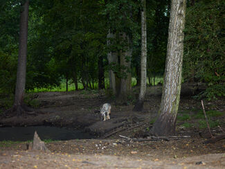 A grey and brown wolf in a wooded area. 