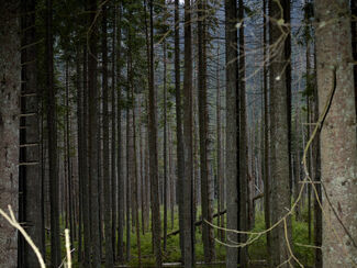 A densely wooded area.