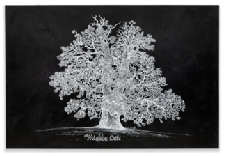 Painting by Lora Fosberg of a white oak tree on a black background. 