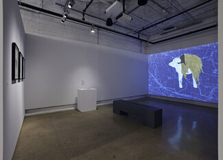 A video projecting an image of a cow against a blue background in a gallery space.