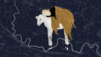 An illustration of a cow against a blue background.