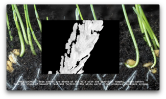 Black and white abstract image atop a colorful detail of plant roots in soil. 