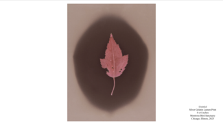A single leaf against a dark background.