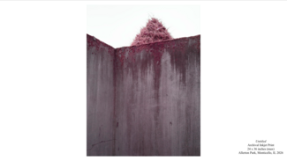 A pink tree peeking out above a gray wall.